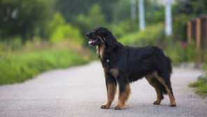 Hovawart - не само един прекрасен пазач, но и забавен сладък спътник